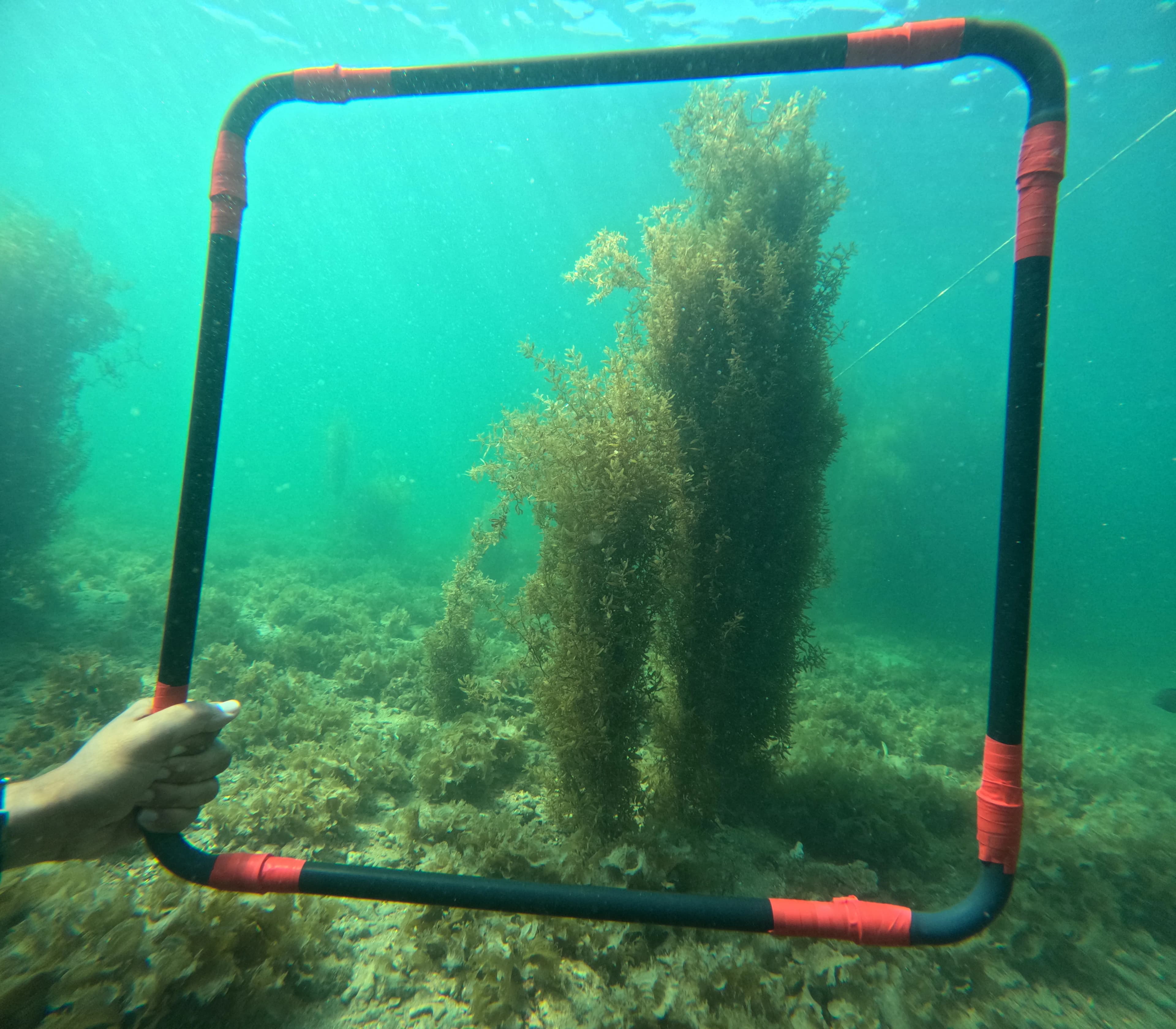 Marine Habitat Assessment.webp